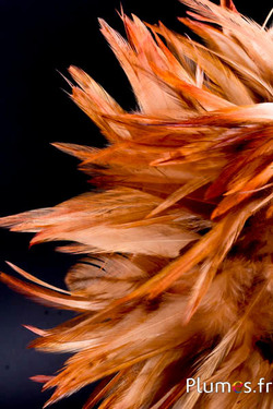 Frange coq - long. plumes 10-15 cm - sable sauvage
